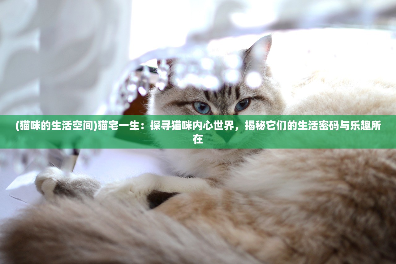 (猫咪的生活空间)猫宅一生：探寻猫咪内心世界，揭秘它们的生活密码与乐趣所在