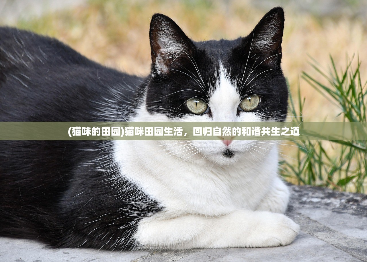 (猫咪的田园)猫咪田园生活，回归自然的和谐共生之道