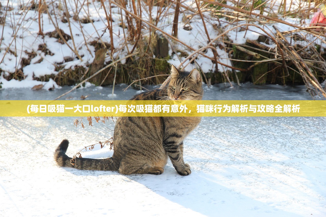 (每日吸猫一大口lofter)每次吸猫都有意外，猫咪行为解析与攻略全解析