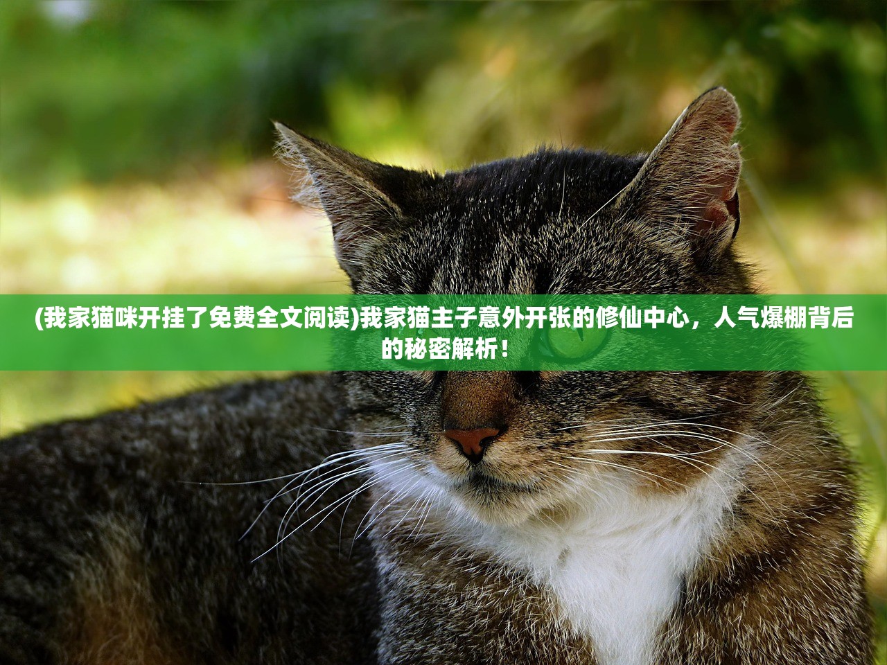 (我家猫咪开挂了免费全文阅读)我家猫主子意外开张的修仙中心，人气爆棚背后的秘密解析！