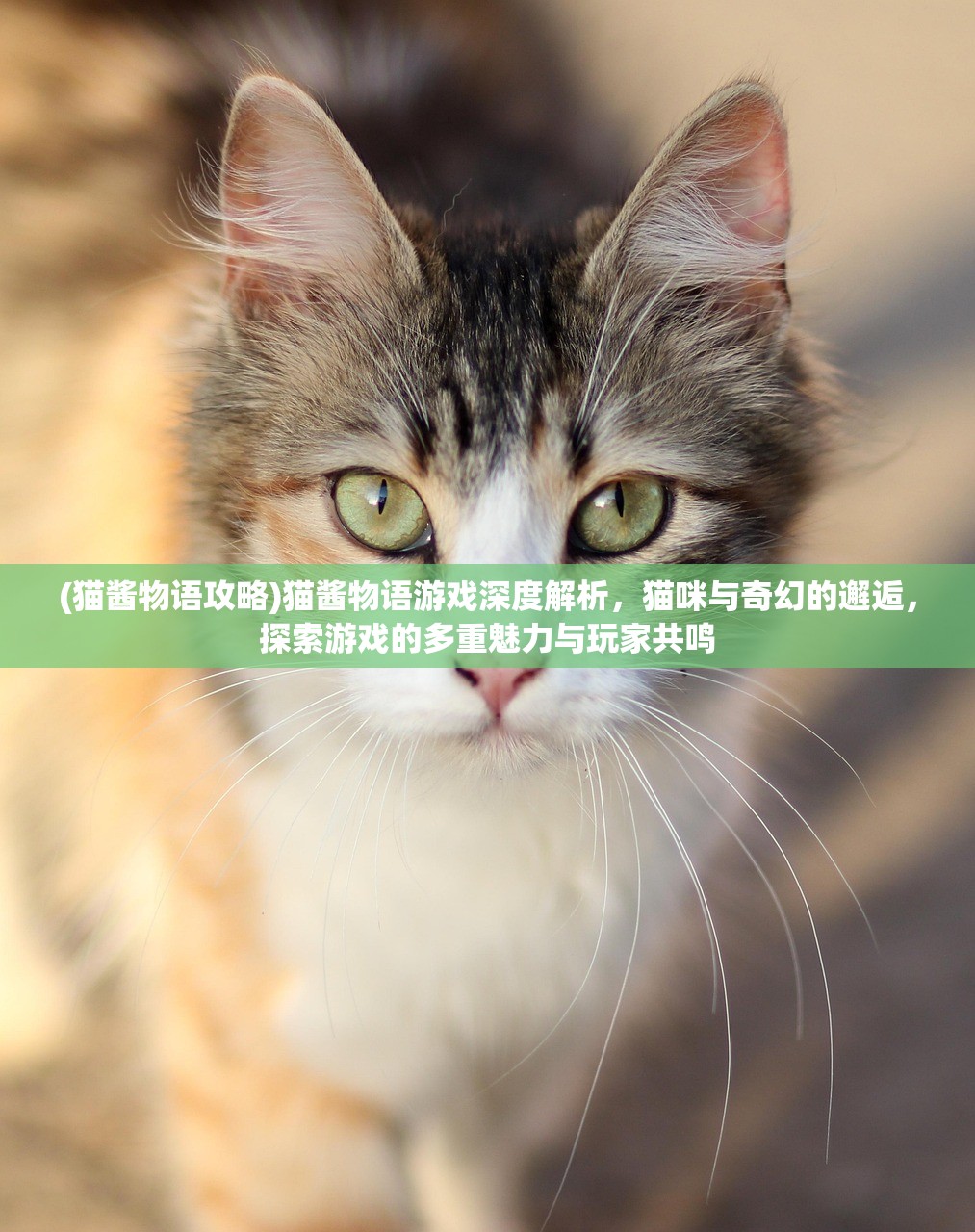 (猫酱物语攻略)猫酱物语游戏深度解析，猫咪与奇幻的邂逅，探索游戏的多重魅力与玩家共鸣