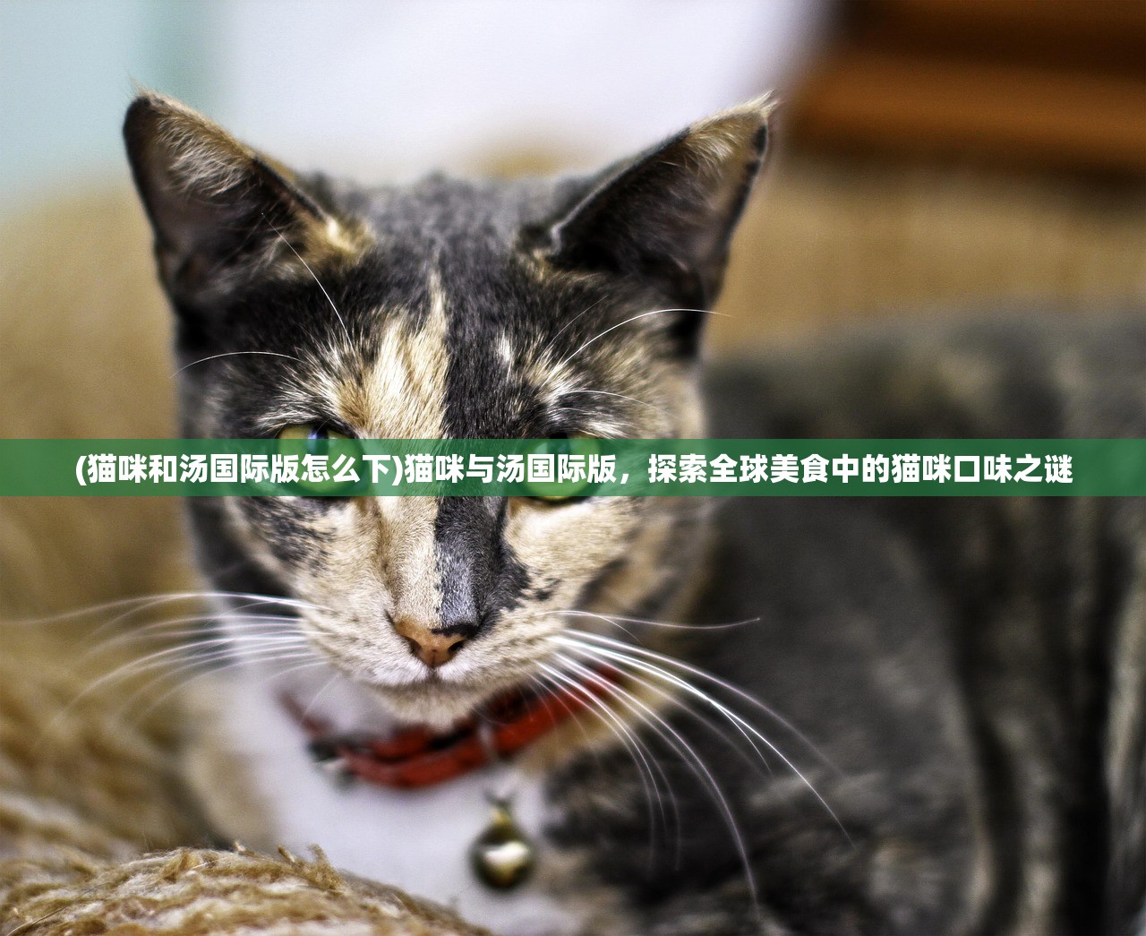 (猫咪和汤国际版怎么下)猫咪与汤国际版，探索全球美食中的猫咪口味之谜